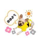 わんちゃんLIFE（個別スタンプ：1）