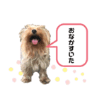 わんちゃんLIFE（個別スタンプ：2）