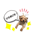 わんちゃんLIFE（個別スタンプ：3）