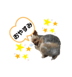 わんちゃんLIFE（個別スタンプ：4）
