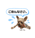 わんちゃんLIFE（個別スタンプ：5）