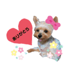 わんちゃんLIFE（個別スタンプ：7）