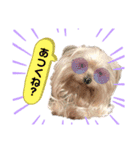 わんちゃんLIFE（個別スタンプ：8）