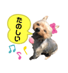 わんちゃんLIFE（個別スタンプ：9）