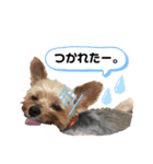 わんちゃんLIFE（個別スタンプ：11）