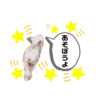 わんちゃんLIFE（個別スタンプ：13）