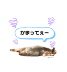 わんちゃんLIFE（個別スタンプ：14）