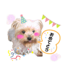 わんちゃんLIFE（個別スタンプ：15）