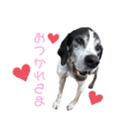 びんちゃんスタンプ2（個別スタンプ：7）