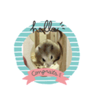 ハムちゃん‘S（個別スタンプ：3）