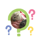 ハムちゃん‘S（個別スタンプ：6）