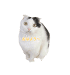 モオくんの日常（個別スタンプ：1）