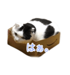 モオくんの日常（個別スタンプ：7）