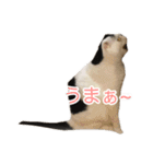 モオくんの日常（個別スタンプ：12）