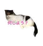 モオくんの日常（個別スタンプ：17）