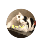 モオくんの日常（個別スタンプ：19）