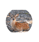 動物の気持ちでは無い（個別スタンプ：1）