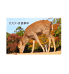 動物の気持ちでは無い（個別スタンプ：4）
