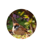 動物の気持ちでは無い（個別スタンプ：5）