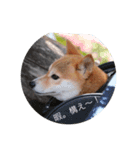 動物の気持ちでは無い（個別スタンプ：8）