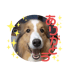 シェルティのラスティ（個別スタンプ：2）