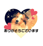 シェルティのラスティ（個別スタンプ：3）