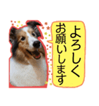 シェルティのラスティ（個別スタンプ：7）