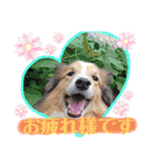 シェルティのラスティ（個別スタンプ：8）