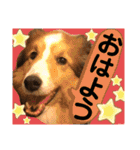 シェルティのラスティ（個別スタンプ：9）