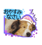シェルティのラスティ（個別スタンプ：11）