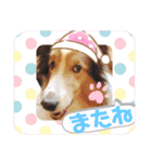 シェルティのラスティ（個別スタンプ：12）