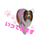シェルティのラスティ（個別スタンプ：13）