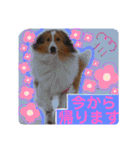 シェルティのラスティ（個別スタンプ：15）