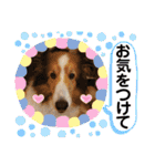 シェルティのラスティ（個別スタンプ：16）