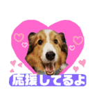 シェルティのラスティ（個別スタンプ：17）