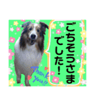 シェルティのラスティ（個別スタンプ：30）