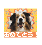 シェルティのラスティ（個別スタンプ：31）