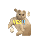 お猫様nyan’s 2！（個別スタンプ：1）