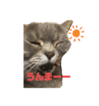 お猫様nyan’s 2！（個別スタンプ：3）