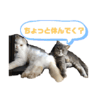 お猫様nyan’s 2！（個別スタンプ：4）