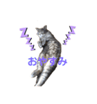 お猫様nyan’s 2！（個別スタンプ：6）