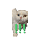 お猫様nyan’s 2！（個別スタンプ：7）