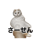 お猫様nyan’s 2！（個別スタンプ：11）