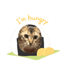お猫様nyan’s 2！（個別スタンプ：12）