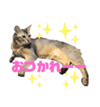 お猫様nyan’s 2！（個別スタンプ：14）