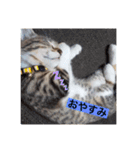 きなこ©（個別スタンプ：2）