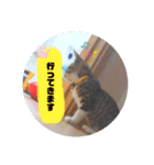 きなこ©（個別スタンプ：3）
