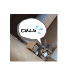 きなこ©（個別スタンプ：5）