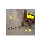 きなこ©（個別スタンプ：9）