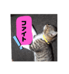 きなこ©（個別スタンプ：11）